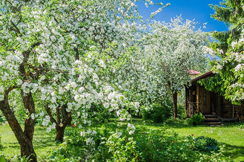 Streuobstwiese im Frühling