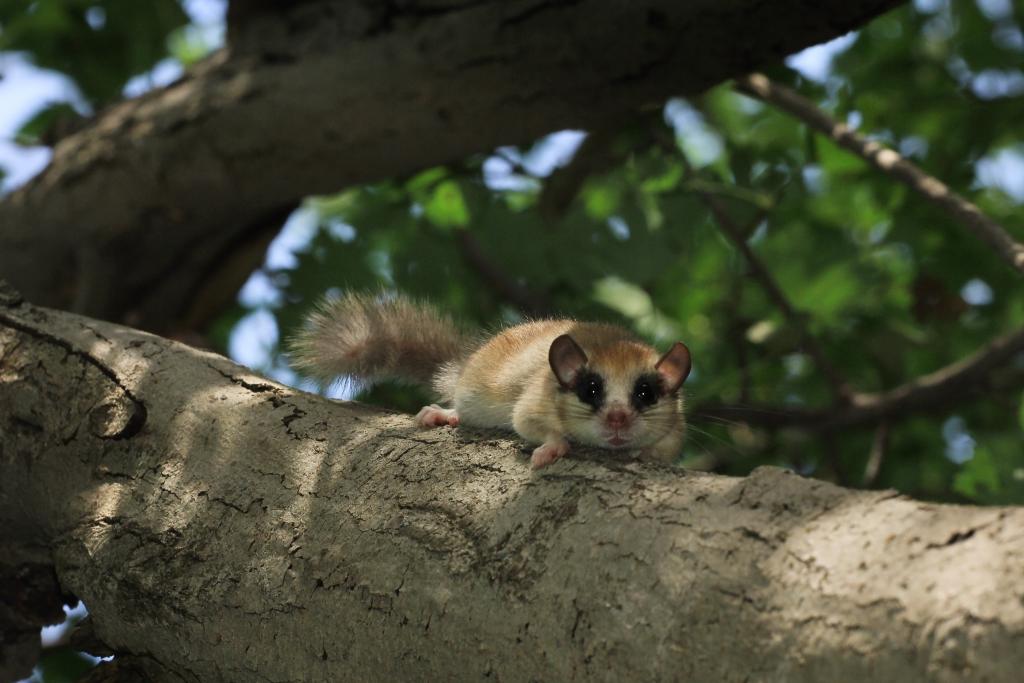 © Dmitry Fch/shutterstock.com Baumschläfer