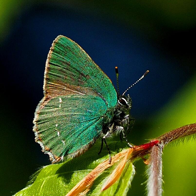 Grüner Zipfelfalter