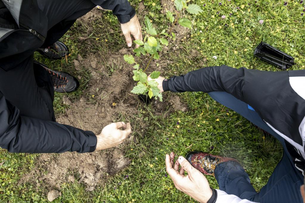 Jungbaum wird gesetzt