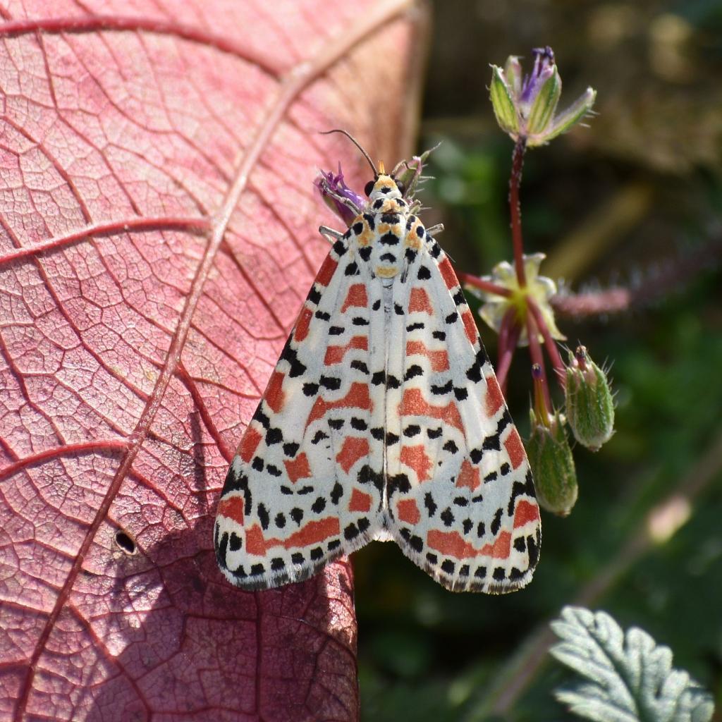 Punktbär, auch Harlekinbär oder Prunkbär genannt © Karin Hiebner/schmetterlingsapp.at Punktbär auf einem Blatt