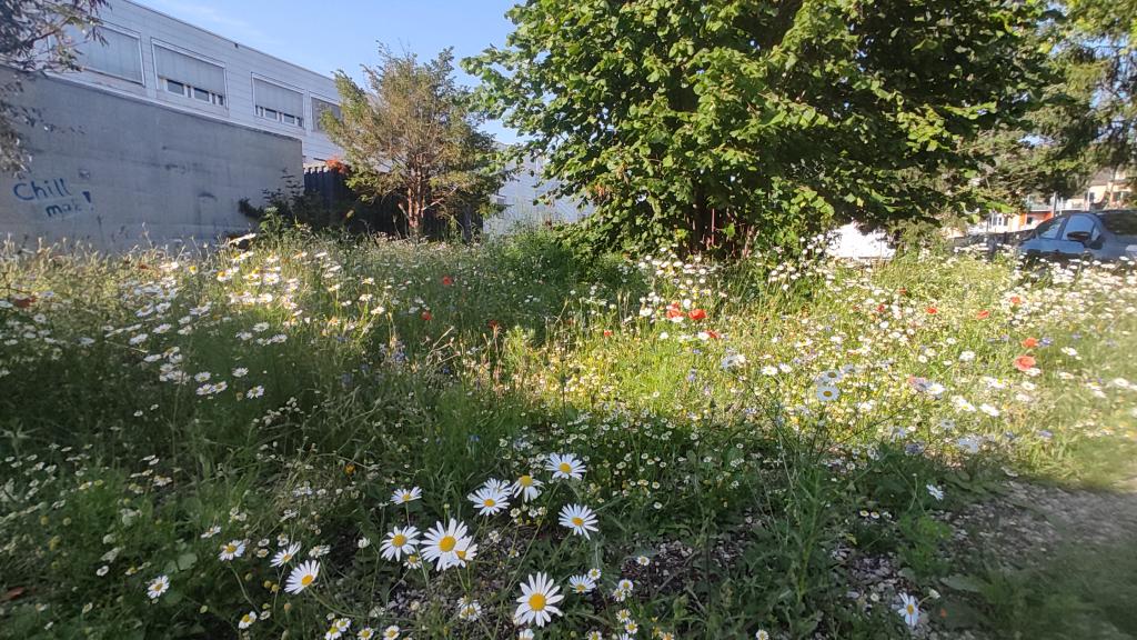 Blumenwiese als Biodiversitätsfläche