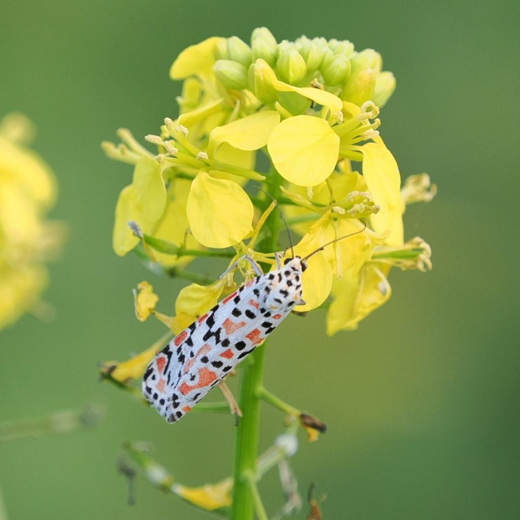 Punktbär auf gelber Blume