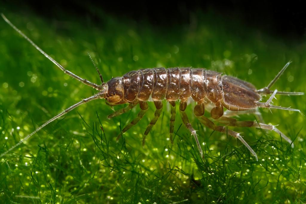 Wasserassel © Peter Pfeiffer, Asellus aquaticus Wasserassel, CC BY-SA 4.0
Wasserassel