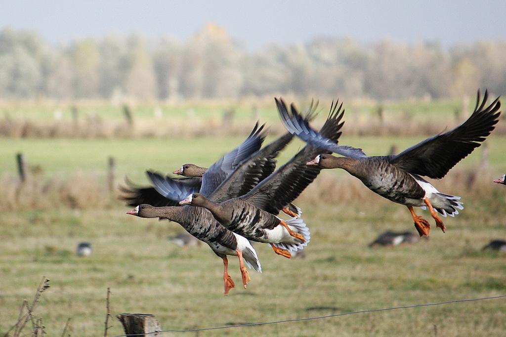 Blässgänse © Frebeck, Blässgänse, CC BY-SA 3.0
Blässgänse
