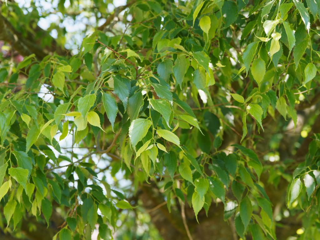 Zürgelbaum