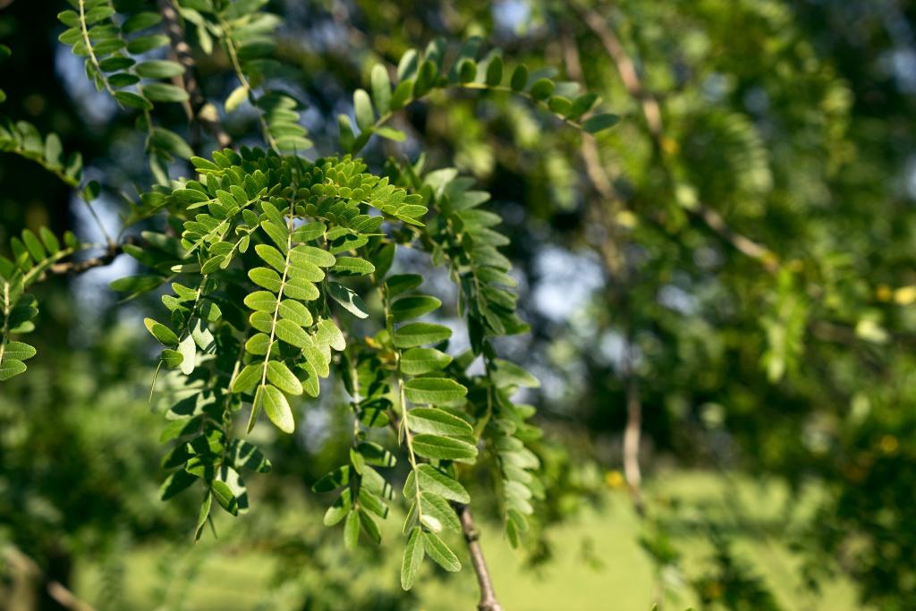 Lederhülsenbaum