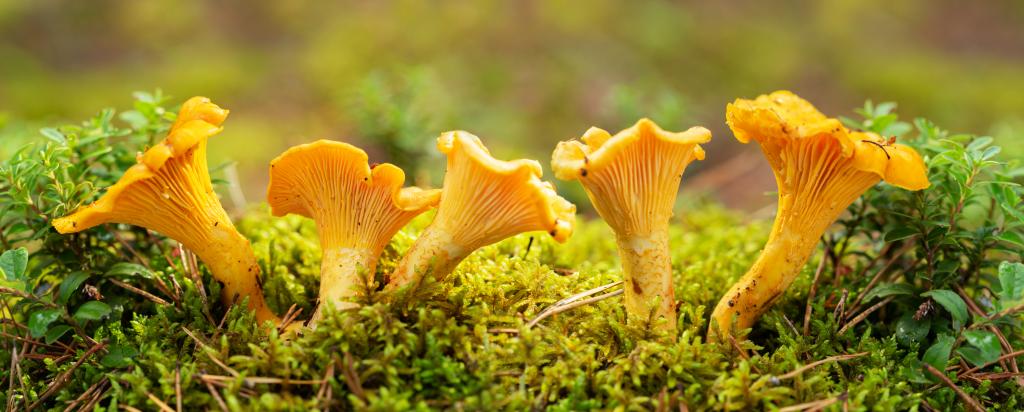 Eierschwammerl © Nitr / www.shutterstock.com Eierschwammerl auf Moos