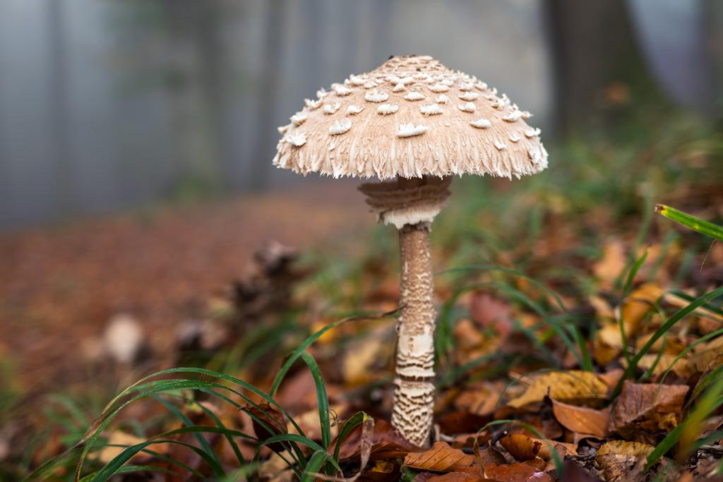 Parasol im Wald