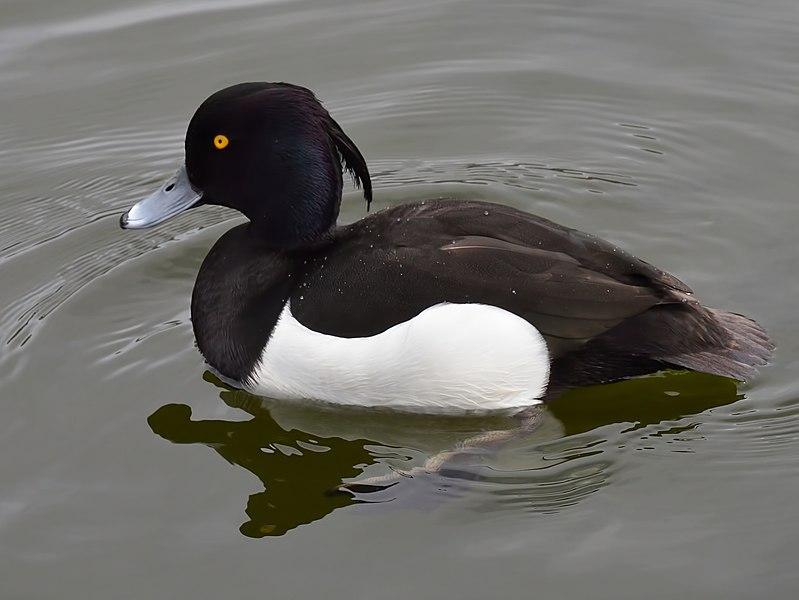 heimische wasservogel Reiherente aythya fuligula