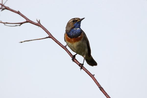 Blaukehlchen © Hans-Jörg Hellwig, Blaukehlchen (Luscinia svecica), CC BY-SA 3.0
Blaukehlchen auf Ast sitzend