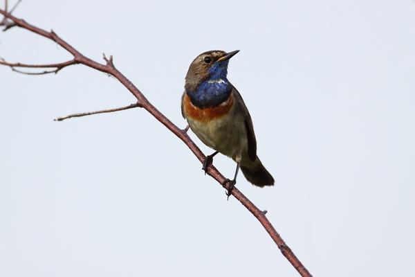 Blaukehlchen auf Ast sitzend