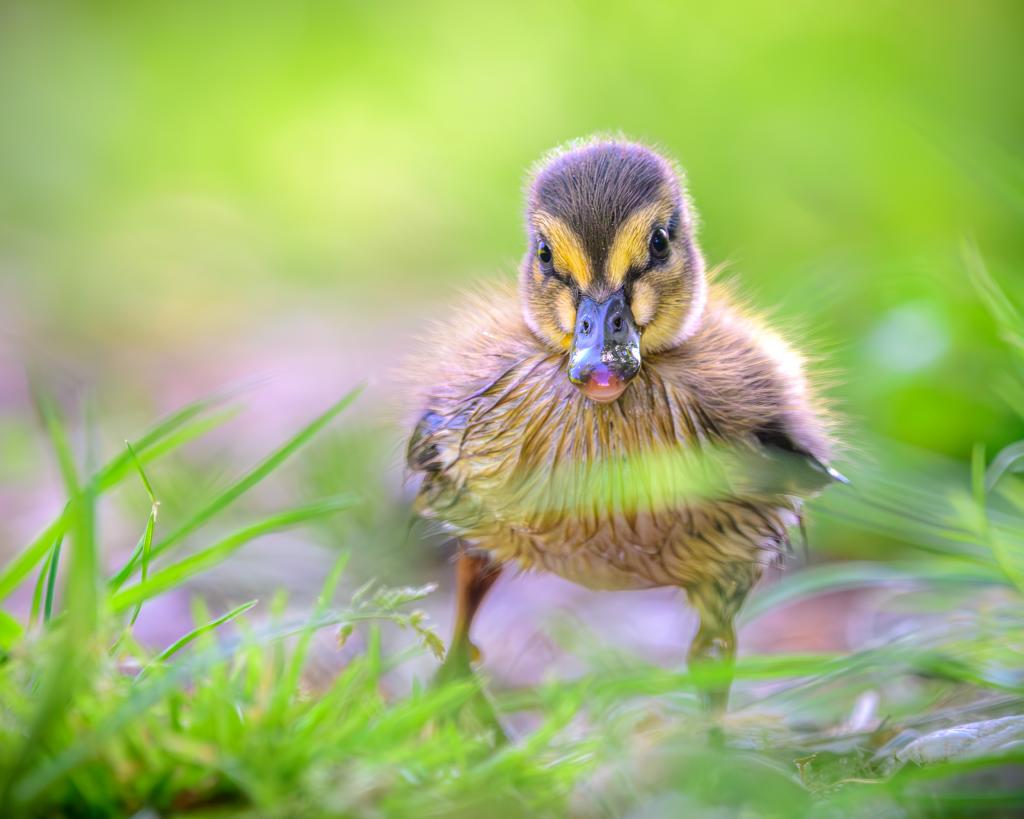 Küken der Stock-Ente