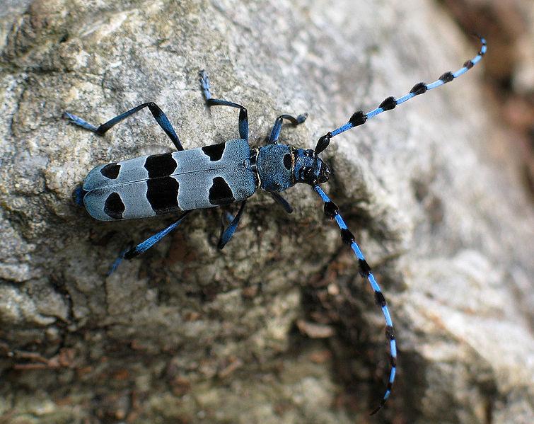 © Peter Krimbacher, Rosalia Alpina (Alpenbock), CC BY 3.0
Alpenbock