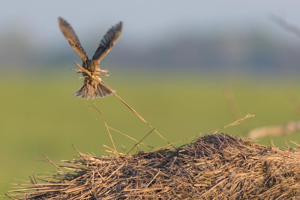 Grauammer im Flug