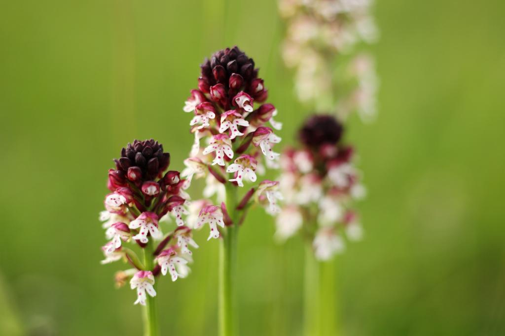 © Christian Pedant - stock.adobe.com Brand-Knabenkraut