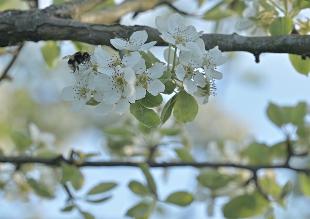 © Jakob Mayer Biene beim Obstblüten-Besuch