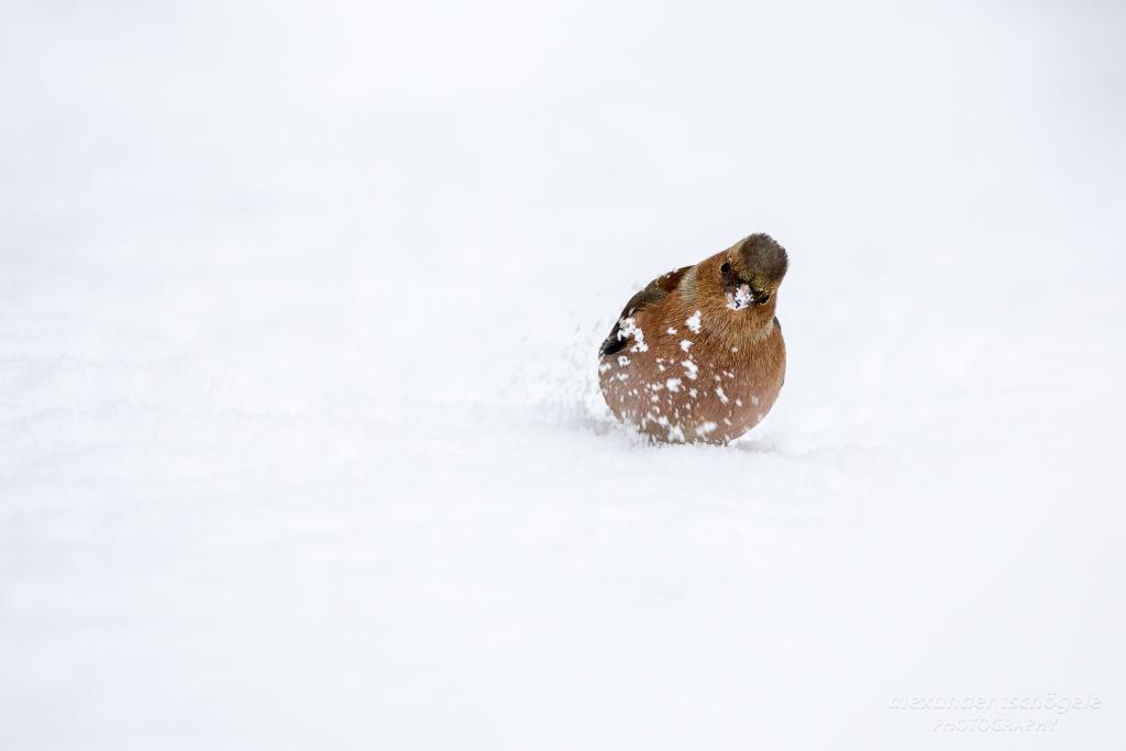 © Alexander Tschogele Buchfink