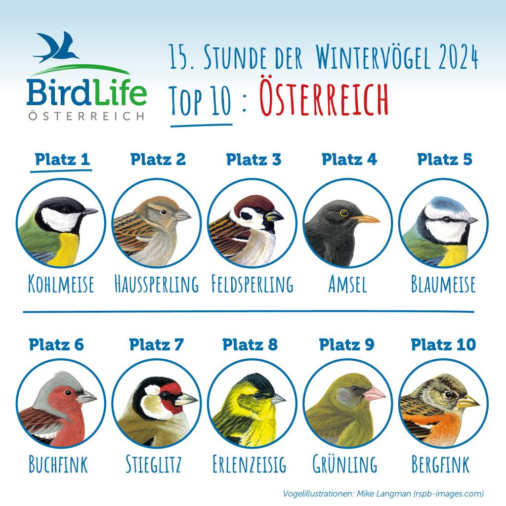 15.Stunde der Wintervögel 2024 Top 10 Österreich