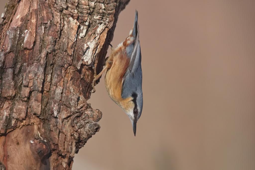 Kleiber © Wolfgang Schweighofer Kleiber