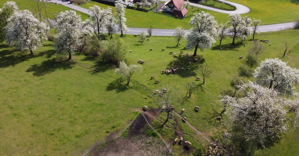 Streuobstbestand der Familie Reitner © Peter Reitner Streuobstwiese von Peter Reitner