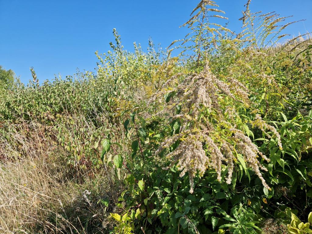 Die invasive Goldrute breitet sich auf den Asperner Terrassen aus © LPV/Bianca Sabek Goldrute