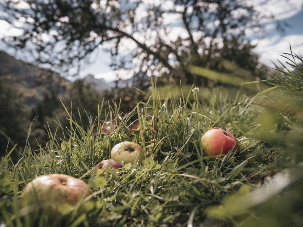 Streuobstwiese im Naturpark Eisenwurzen