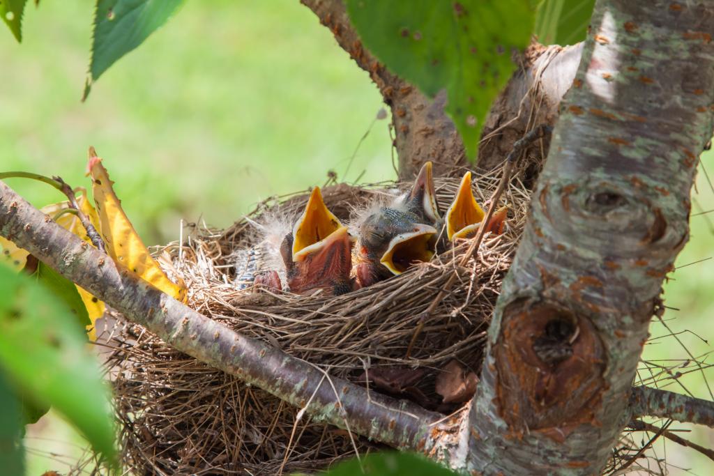 Rotkehlchen, Nestlinge © TravisPhotoWorks / www.adobestock.com Rotkehlchen, Nestlinge