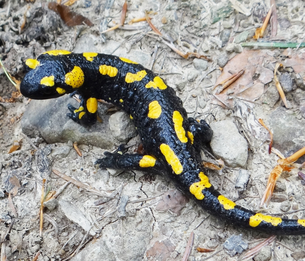 © Jerzy Opioła, Salamandra salamandra BM3, CC BY-SA 4.0
Feuersalamander