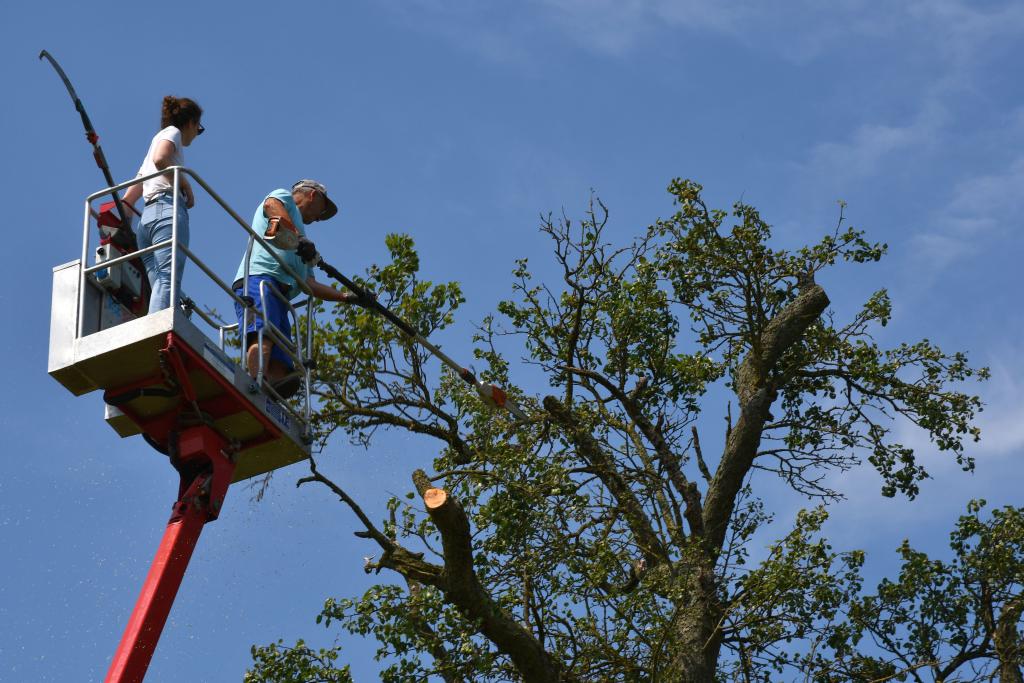 Baumschnitt Hochstammbirnbaum Mostviertel