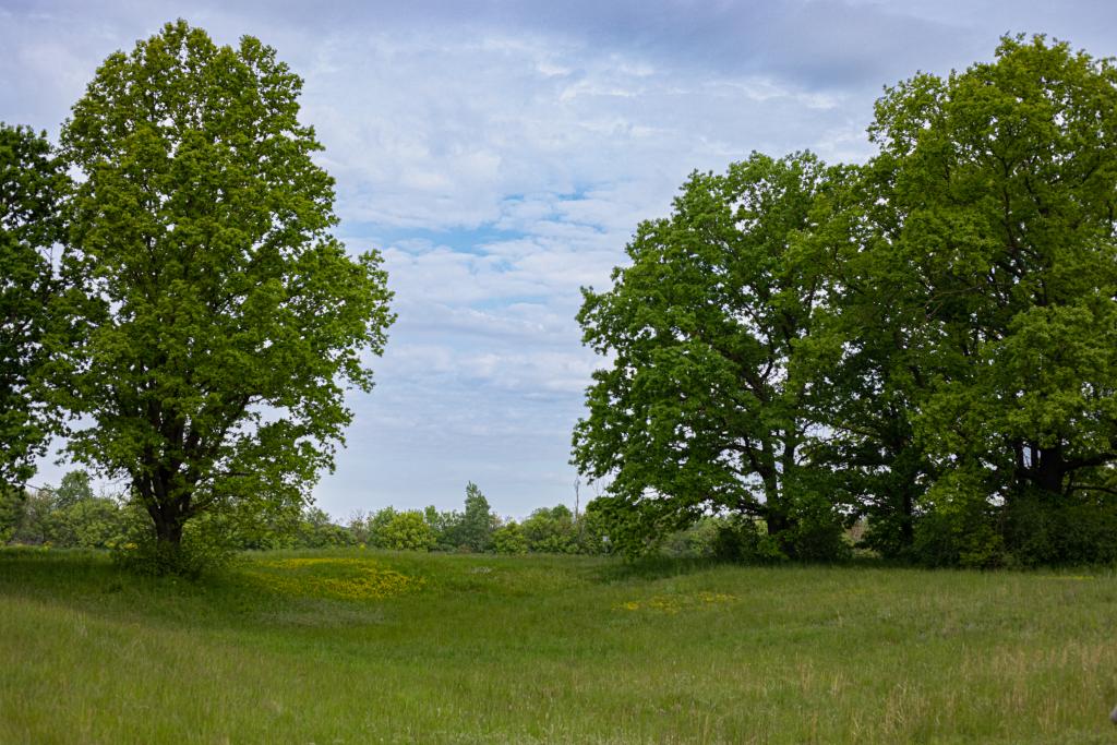Naturschutzgebiet in Lassee © Tobias Schernhammer Lassee