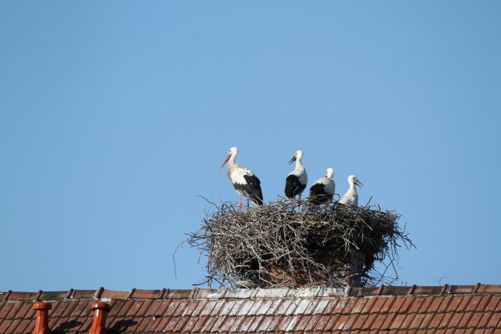 Weißstörche © Michael Dvorak/BirdLife Weißstörche