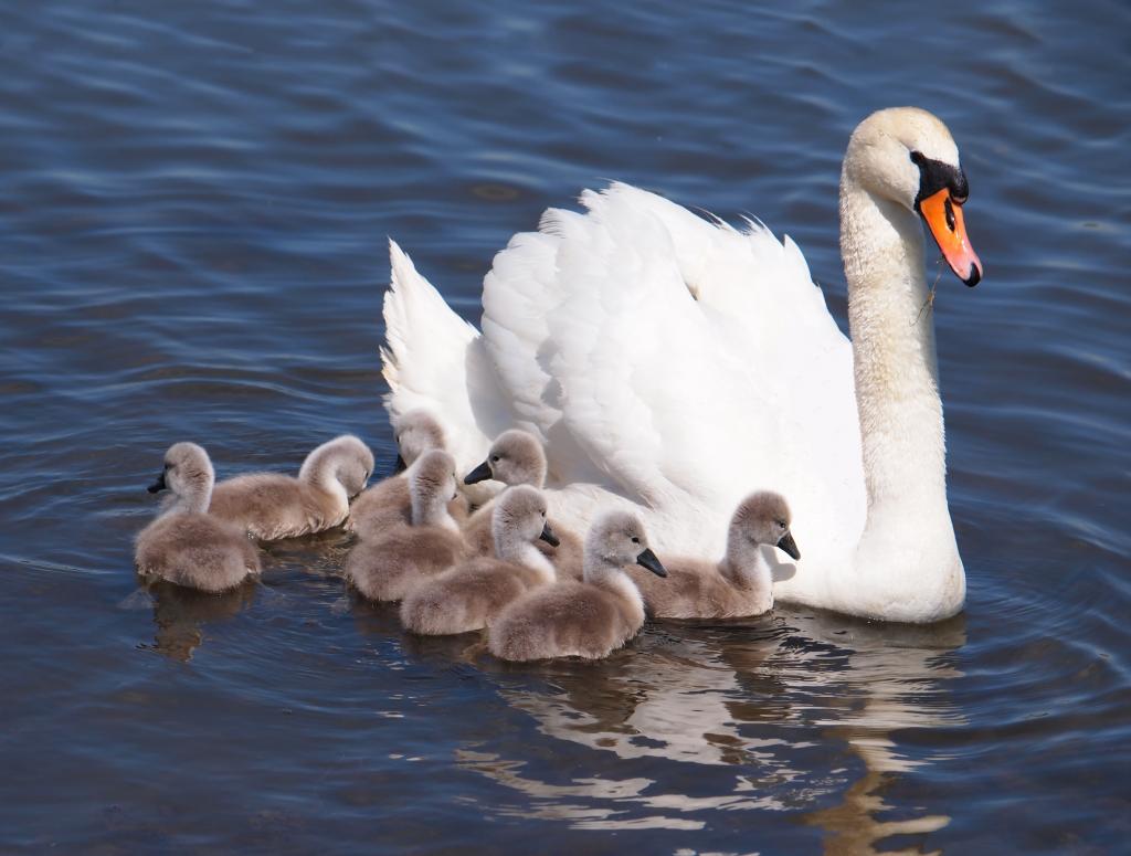 Höckerschwan © emilio100 / www.adobestock.com Höckerschwan