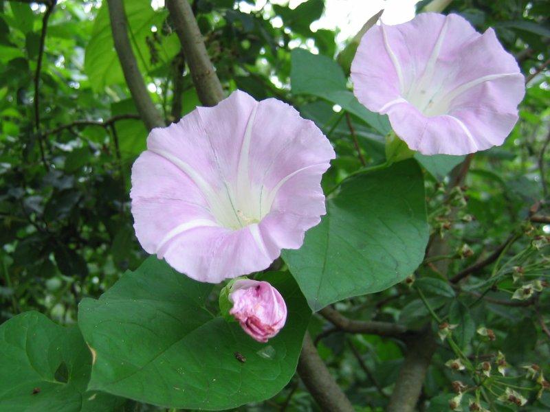 Zaunwinde © Kristian Peters -- Fabelfroh 09:15, 17 July 2005 (UTC), Calystegia pulchra bluete, CC BY-SA 3.0
Zaunwinde