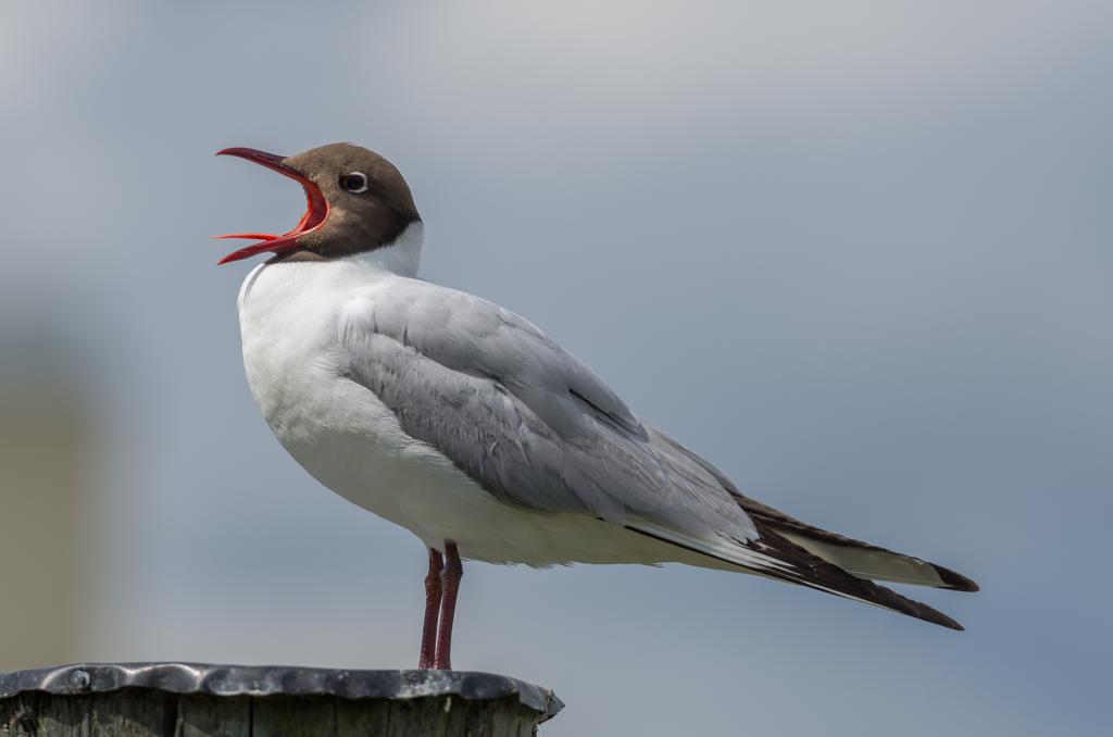 Lachmöwe © https://commons.wikimedia.org/wiki/File:Chroicocephalus_ridibundus_2012a.jpg Lachmöwe