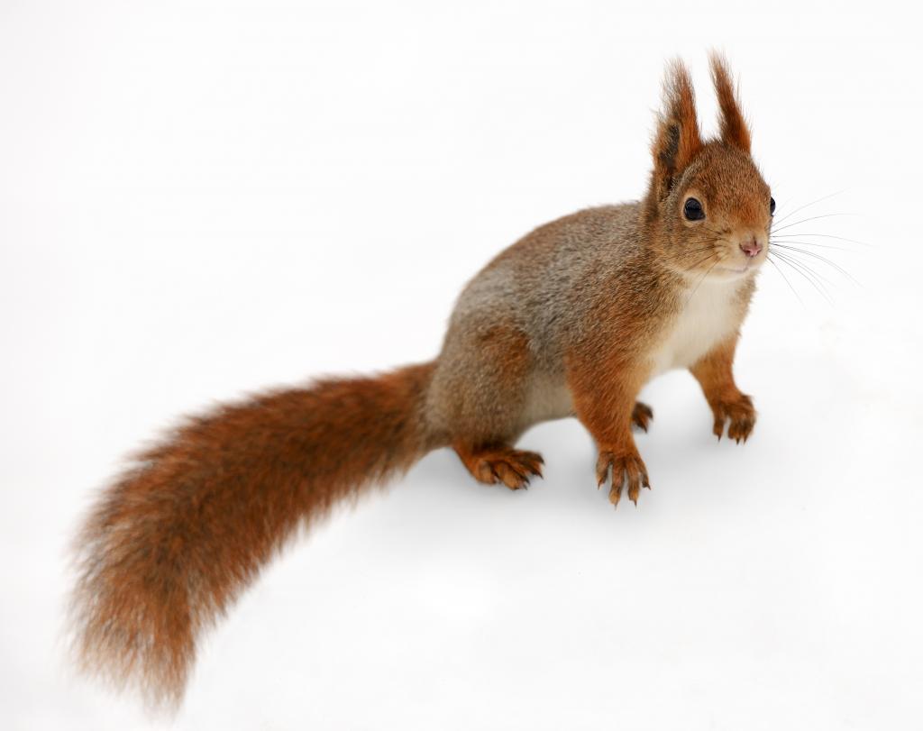 Eurasisches Eichhörnchen © nelik / www.shutterstock.com Eurasisches Eichhörnchen