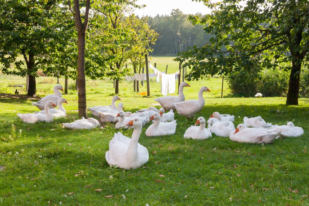 Gänse im Garten © H_Barth / www.gettyimages.com Gänse im Garten