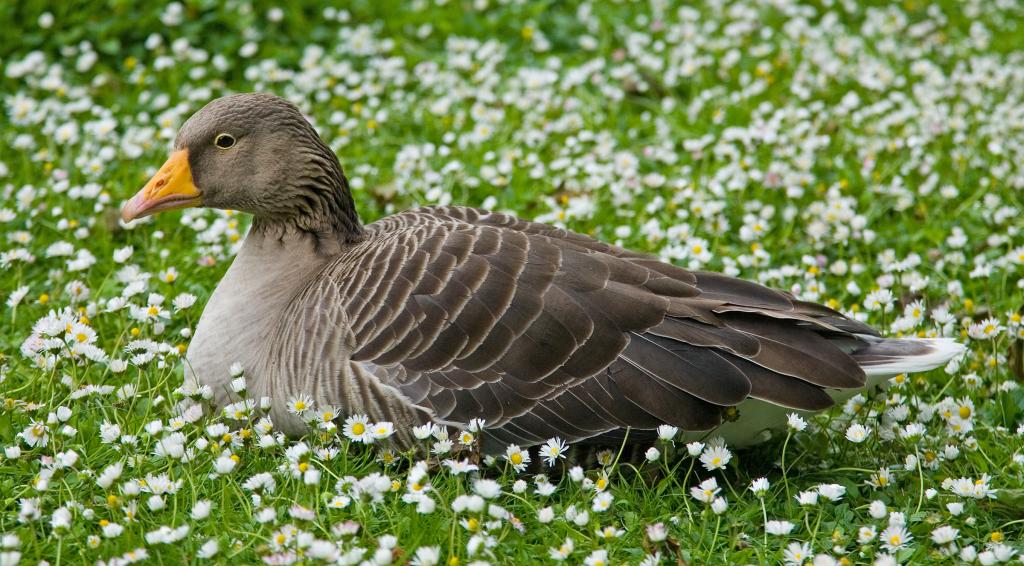 Graugans © Diliff, Greylag Goose in St James's Park, London - May 2006, CC BY-SA 3.0 Graugans
