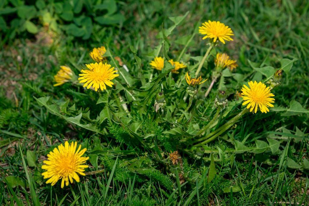 Löwenzahn © Ratov Maxim / www.shutterstock.com Löwenzahn