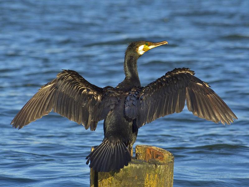 Kormoran © Sławek Staszczuk, Phalacrocorax carbo02, CC BY-SA 3.0 Kormoran