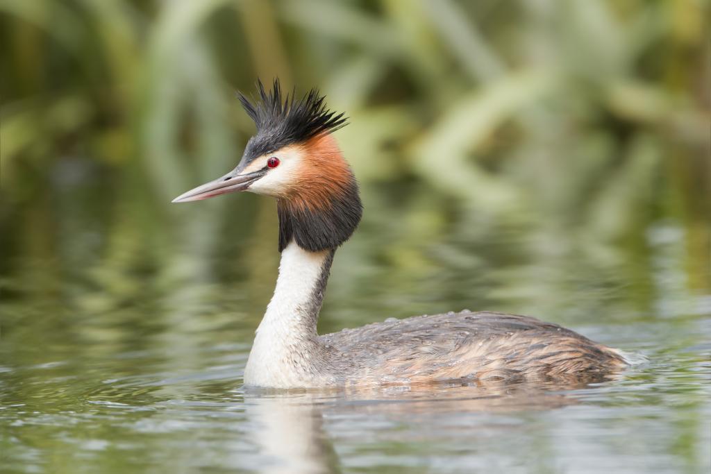 Haubentaucher © JJ Harrison (https://www.jjharrison.com.au/), Podiceps cristatus 2 - Lake Dulverton, CC BY-SA 3.0 Haubentaucher