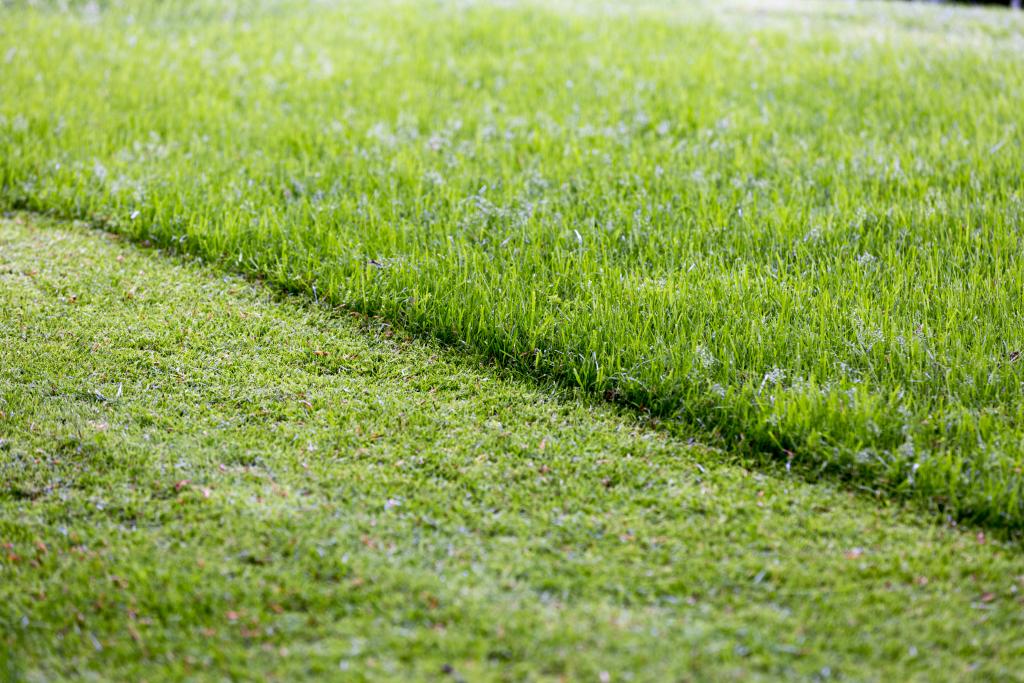 Rasen © Ignatiev / www.gettyimages.com Rasen