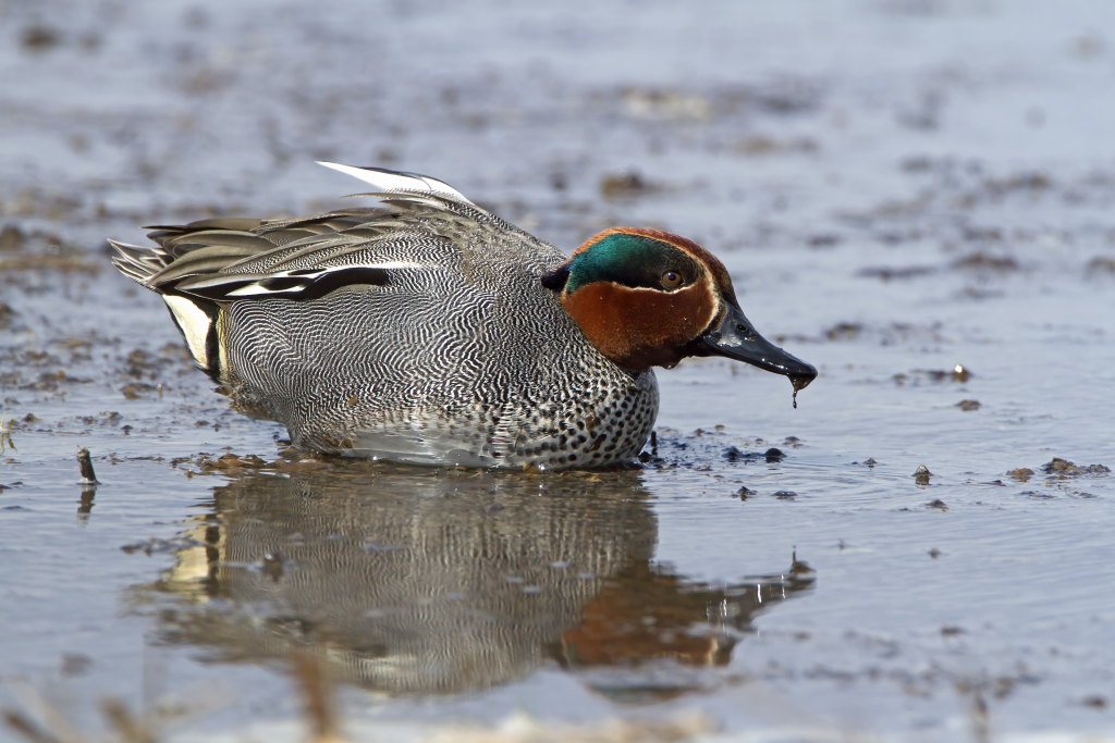 Krickente © Michael Dvorak / BirdLife Österreich Krickente