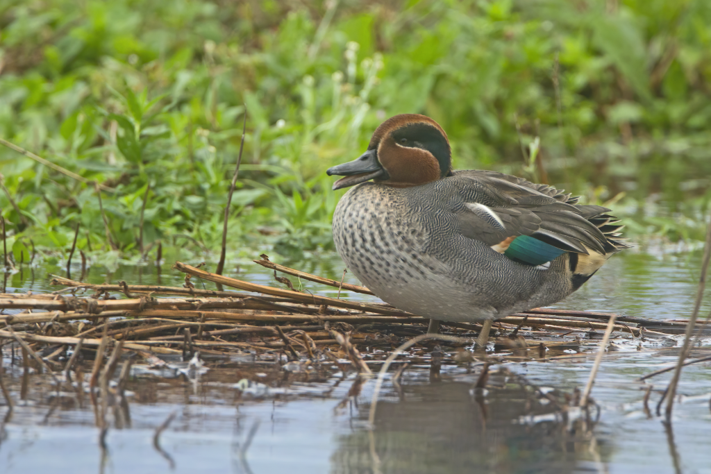 Krickente © Michael Dvorak / BirdLife Österreich Krickente