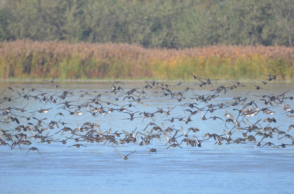 Krickenten im Landeanflug © Lisa Lugerbauer / BirdLife Österreich Krickenten im Landeanflug