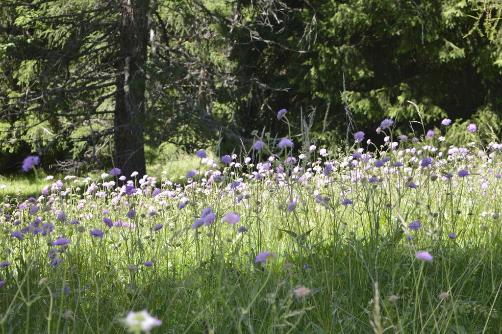 Ungewöhnlich artenreiche Wiesenbestände unter den Lärchen © Jolanda Tomaschek Ungewöhnlich artenreiche Wiesenbestände unter den Lärchen
