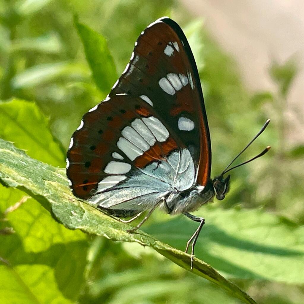 Blauschwarzer Eisvogel