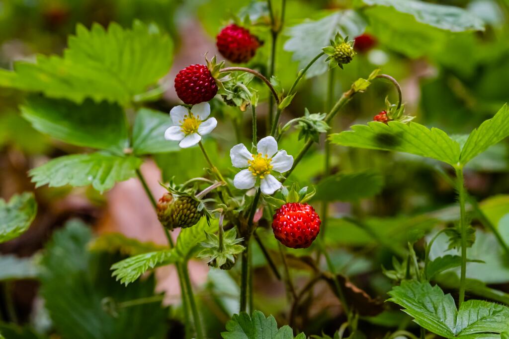 Walderdbeere © nnattalli / www.shutterstock.com Walderdbeere