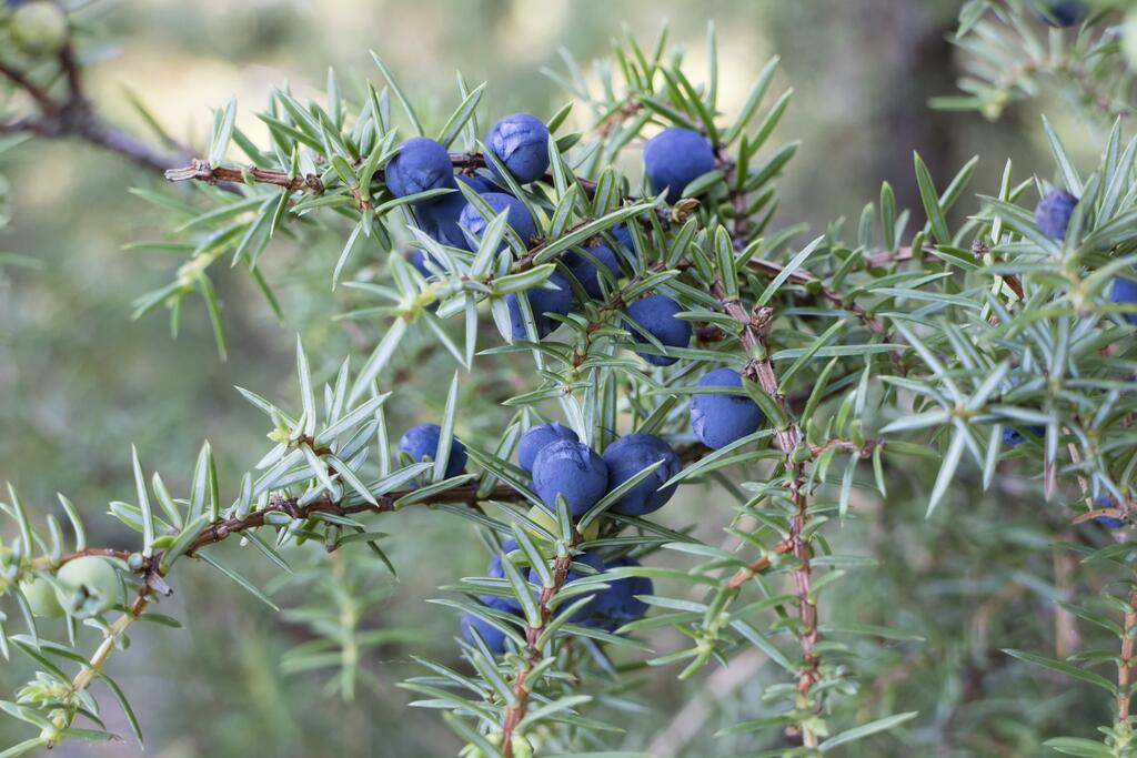 Wacholderbeeren © picturepartners / www.shutterstock.com Wacholderbeeren
