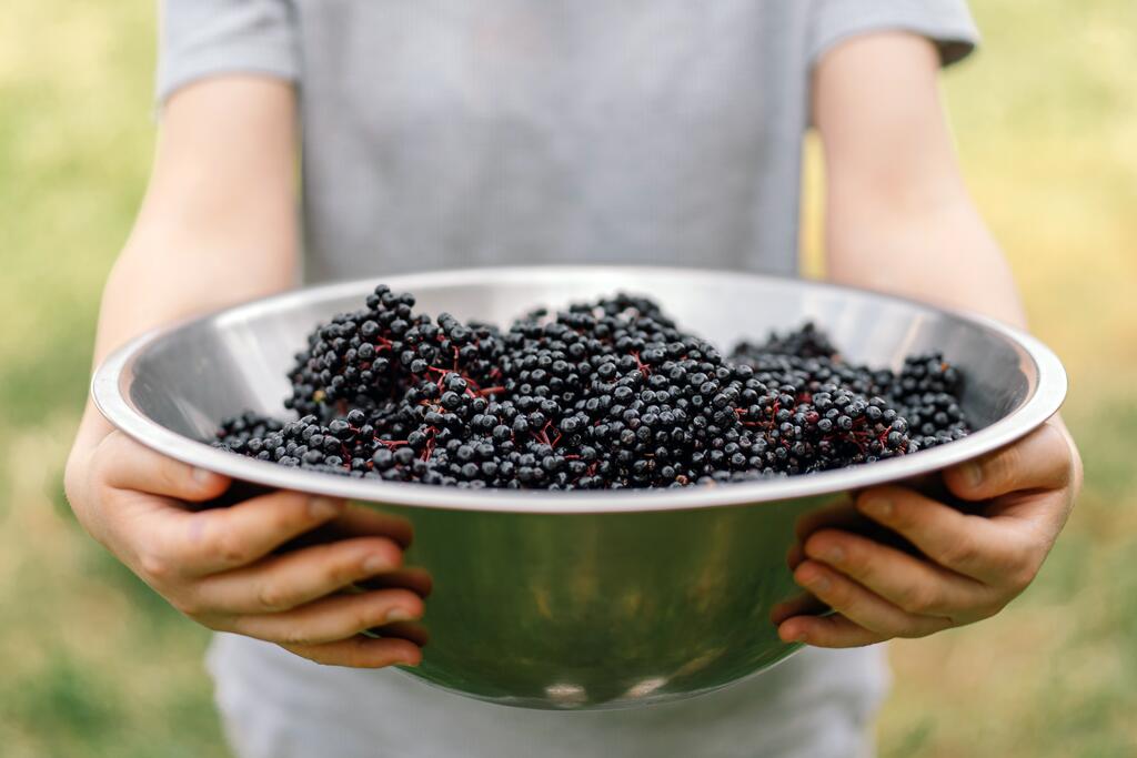 Schwarze Johannisbeere © Nastyaofly / www.shutterstock.com Schwarze Johannisbeere
